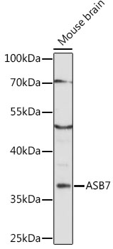 Western blot analysis of extracts of mouse brain using ASB7 Polyclonal Antibody at 1:1000 dilution.