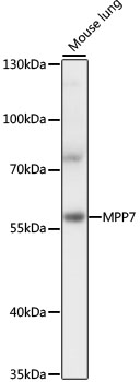 Western blot analysis of extracts of mouse lung using MPP7 Polyclonal Antibody at 1:1000 dilution.