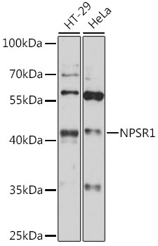 Western blot analysis of extracts of various cell lines using NPSR1 Polyclonal Antibody at 1:1000 dilution.