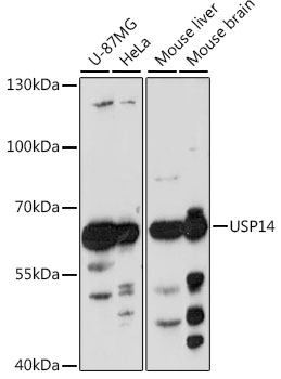 Western blot analysis of extracts of various cell lines using USP14 Polyclonal Antibody at 1:1000 dilution.