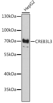 Western blot analysis of extracts of HepG2 cells using CREB3L3 Polyclonal Antibody at 1:1000 dilution.