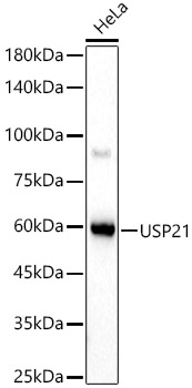 Western blot analysis of Mouse brain using USP21 Polyclonal Antibody at 1:500 dilution.