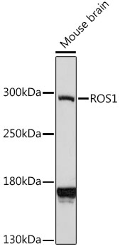 Western blot analysis of extracts of mouse brain using ROS1 Polyclonal Antibody at 1:1000 dilution.