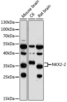 Western blot analysis of extracts of various cell lines using NKX2-2 Polyclonal Antibody at 1:1000 dilution.