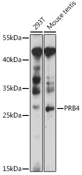 Western blot analysis of extracts of various cell lines using PRB4 Polyclonal Antibody at 1:1000 dilution.