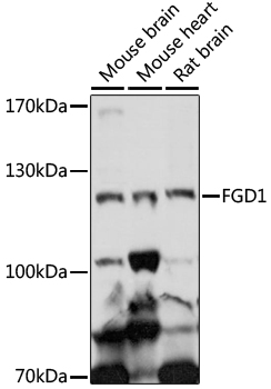 Western blot analysis of extracts of various cell lines using FGD1 Polyclonal Antibody at 1:1000 dilution.