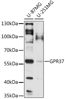 Western blot analysis of extracts of various cell lines using GPR37 Polyclonal Antibody at 1:1000 dilution.