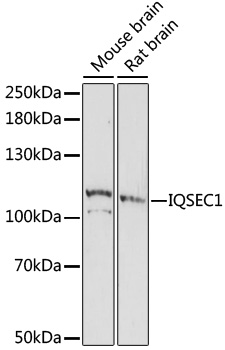 Western blot analysis of extracts of various cell lines using IQSEC1 Polyclonal Antibody at 1:1000 dilution.