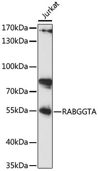 Western blot analysis of extracts of Jurkat cells using RABGGTA Polyclonal Antibody at 1:1000 dilution.