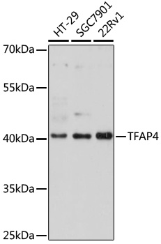 Western blot analysis of extracts of various cell lines using TFAP4 Polyclonal Antibody at 1:1000 dilution.