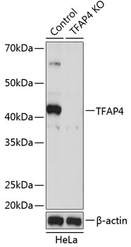 Western blot analysis of extracts from normal (control) and TFAP4 knockout (KO) HeLa cells using TFAP4 Polyclonal Antibody at 1:500 dilution.