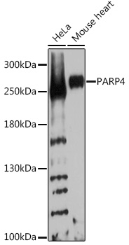 Western blot analysis of extracts of various cell lines using PARP4 Polyclonal Antibody at1:1000 dilution.