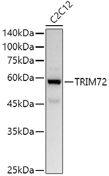 Western blot analysis of extracts of C2C12 cells using TRIM72 Polyclonal Antibody at 1:1000 dilution.