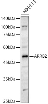 Western blot analysis of NIH/3T3 using ARRB2 Polyclonal Antibody at 1:500 dilution.