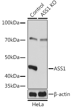 Western blot analysis of extracts from normal (control) and ASS1 knockout (KO) HeLa cells using ASS1 Polyclonal Antibody at 1:3000 dilution.