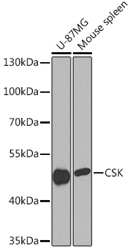 Western blot analysis of extracts of various cell lines using CSK Polyclonal Antibody at 1:1000 dilution.