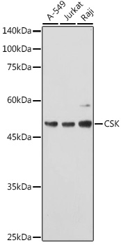 Western blot analysis of extracts of various cell lines using CSK Polyclonal Antibody at 1:1000 dilution.