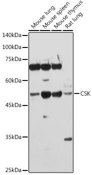 Western blot analysis of extracts of various cell lines using CSK Polyclonal Antibody at 1:1000 dilution.