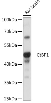 Western blot analysis of extracts of Rat brain using CtBP1 Polyclonal Antibody at 1:1000 dilution.