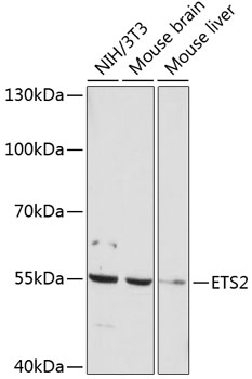 Western blot analysis of extracts of various cell lines using ETS2 Polyclonal Antibody at 1:1000 dilution.