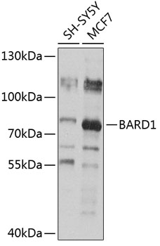 Western blot analysis of extracts of various cell lines using BARD1 Polyclonal Antibody at 1:1000 dilution.