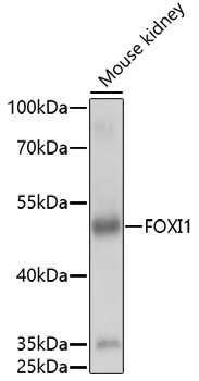 Western blot analysis of extracts of mouse kidney using FOXI1 Polyclonal Antibody at 1:1000 dilution.