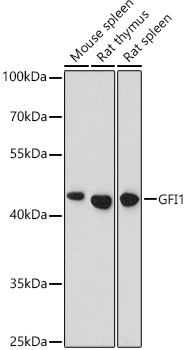 Western blot analysis of extracts of various cell lines using GFI1 Polyclonal Antibody at 1:1000 dilution.