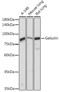 Western blot analysis of extracts of various cell lines using Gelsolin Polyclonal Antibody at 1:1000 dilution.