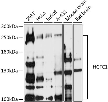 Western blot analysis of extracts of various cell lines using HCFC1 Polyclonal Antibody at 1:500 dilution.