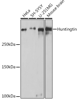 Western blot analysis of extracts of various cell lines using Huntingtin Polyclonal Antibody at 1:1000 dilution.