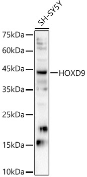 Western blot analysis of SH-SY5Y using HOXD9 Polyclonal Antibody at 1:1000 dilution.