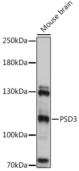 Western blot analysis of extracts of Mouse brain using PSD3 Polyclonal Antibody at 1:1000 dilution.