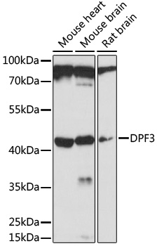 Western blot analysis of extracts of various cell lines using DPF3 Polyclonal Antibody at 1:1000 dilution.