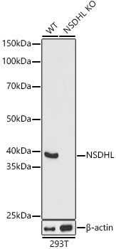 Western blot analysis of extracts from wild type(WT) and NSDHL knockout (KO) 293T(KO) cells, using NSDHL Polyclonal Antibody at 1:1000 dilution.