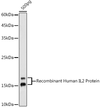 Western blot analysis of extracts of Recombinant Human IL2 Protein using IL2 Polyclonal Antibody at 1:1000 dilution.