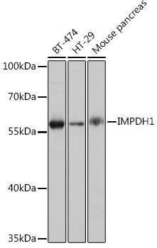 Western blot analysis of extracts of various cell lines using IMPDH1 Polyclonal Antibody at 1:1000 dilution.