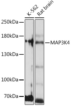 Western blot analysis of extracts of various cell lines using MAP3K4 Polyclonal Antibody at1:1000 dilution.