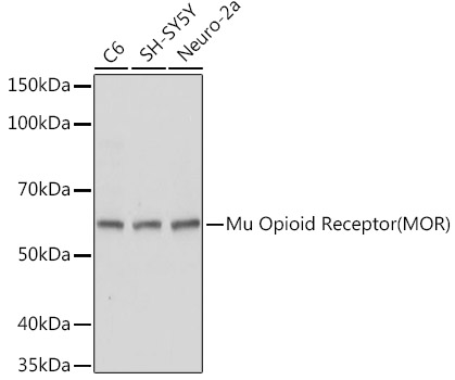 Western blot analysis of extracts of various cell lines using Mu Opioid Receptor Polyclonal Antibody at1:1000 dilution.