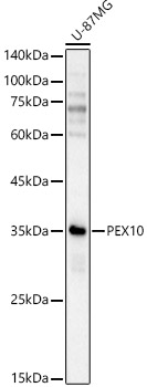 Western blot analysis of U-87MG using PEX10 Polyclonal Antibody at 1:2000 dilution.