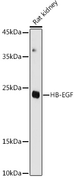 Western blot analysis of extracts of Rat kidney using HB-EGF Polyclonal Antibody at 1:1000 dilution.