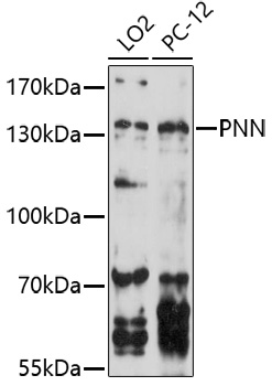 Western blot analysis of extracts of various cell lines using PNN Polyclonal Antibody at 1:1000 dilution.