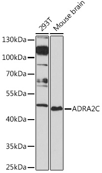 Western blot analysis of extracts of various cell lines using ADRA2C Polyclonal Antibody at1:1000 dilution.