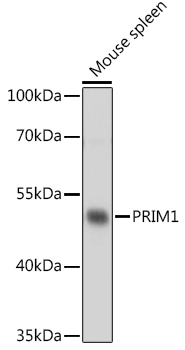 Western blot analysis of extracts of Mouse spleen using PRIM1 Polyclonal Antibody at 1:1000 dilution.