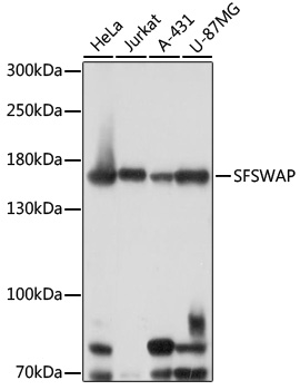 Western blot analysis of extracts of various cell lines using SFSWAP Polyclonal Antibody at 1:1000 dilution.