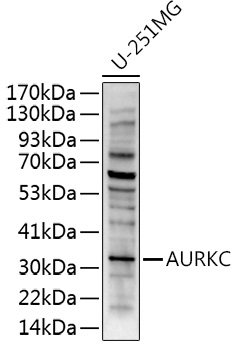 Western blot analysis of extracts of U-251MG cells using AURKC Polyclonal Antibody at 1:500 dilution.