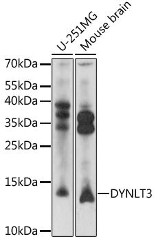 Western blot analysis of extracts of various cell lines using DYNLT3 Polyclonal Antibody at 1:1000 dilution.