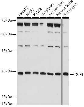 Western blot analysis of extracts of various cell lines using TGIF1 Polyclonal Antibody at 1:1000 dilution.