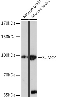 Western blot analysis of extracts of various cell lines using SUMO1 Polyclonal Antibody at1:1000 dilution.