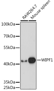 Western blot analysis of extracts of various cell lines using WIPF1 Polyclonal Antibody at1:1000 dilution.