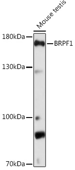 Western blot analysis of extracts of Mouse testis using BRPF1 Polyclonal Antibody at1:1000 dilution.